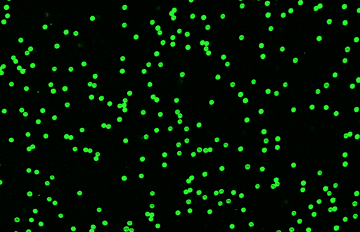 [AFG-4000-NH2] Green PS Fluorescent Particles, 40-50 um-NH2